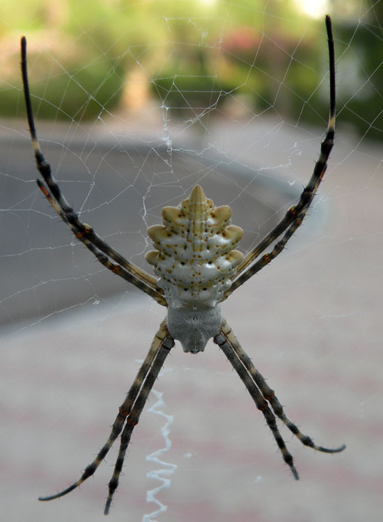 Probabile Argiope lobata